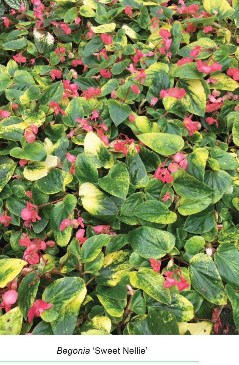 B. ‘Sweet Nellie’
